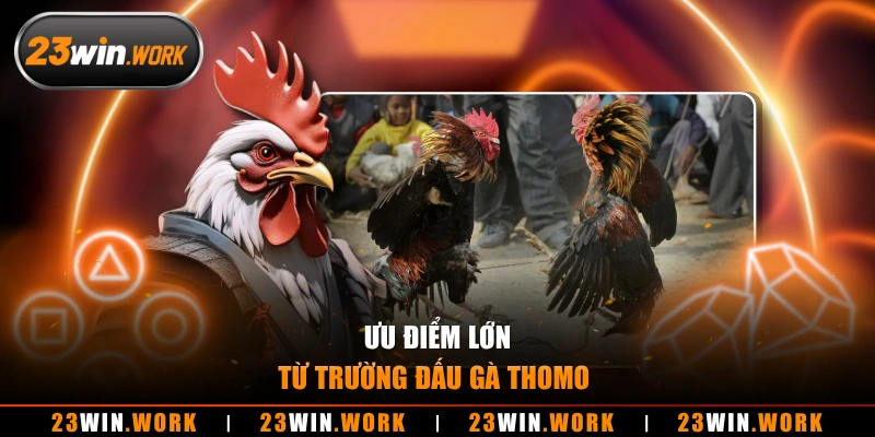 Ưu điểm lớn từ trường đấu gà thomo 
